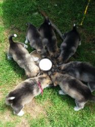 Alaskan Malamute Pups