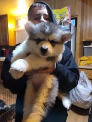 Adorably fluffy giant Wooly Alaskan Malamutes