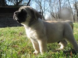 Alaunt puppies for sale