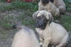 alaunt puppies for sale