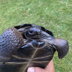Baby Aldabra Giant Turtles