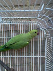 Young Ringneck Parakeet For Rehoming
