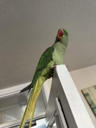 13 months alexandrine parrot