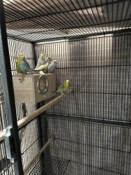 6 parakeets For 250$