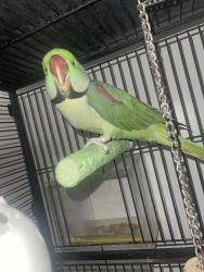 Alexandrine parrot for sale male