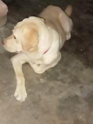 Labrador retriever 5 months dog puppy