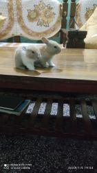 Rabbits for sell