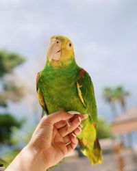 Amazon Parrot set for lovely homes now. Text only xxx-xxx-xxxx