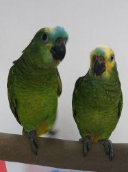 Amazon parrot,Red lored amazon,Yellow naped amazon,double yellow head