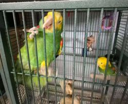 Amazon parrots: Text xxx-xxx-xxxx for info