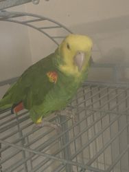 Yellow Amazon parrot