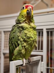 Amazon Parrot Male 8yr old