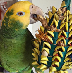 Double Yellow Headed Amazon Parrot