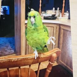 15 yr old Amazon Yellow Crowned Parrot