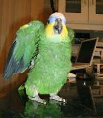 Get this adorable Amazon parrots
