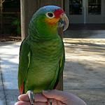 registerd Parrot for sale