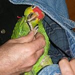 M/F Amazon parrots for sale,