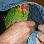 Charming amazon parrots for sale