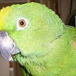 Amazon parrots for sale
