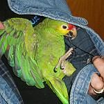 amasing registered Amazon Birds for sale