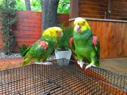 Amazon Macaw parrots