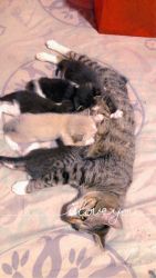 7 Weeks Old Kittens