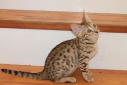Cheetah spotted American Bobtail Kitten for sale
