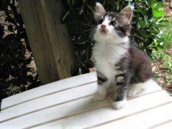 Bobtail Kitten