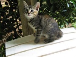 Bobtail Kitten