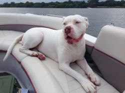 Rehoming our american bulldog