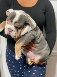 Cute Male And Female English Bulldog Puppies Available.