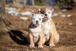 NKC registered American Bulldog puppies!!