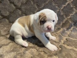 AB Puppies Looking for Good Homes