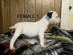American Bull dog pups ready to go!!!