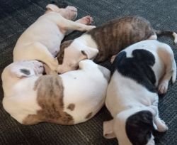 Bulldog puppies for sale asap