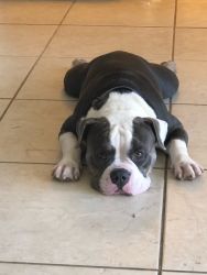 Looking for an experienced American Bulldog pet owner for Duke