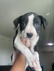 Need home for American bulldog puppy