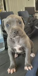 Blue Nose and Fawn Pit bull terrier puppies