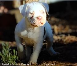 Christmas Pups-Registered American Bulldog Puppies-Ready for New Homes