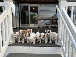 American Bulldog puppies looking for forever homes in South Jersey