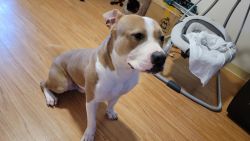 American Bulldog looking for new loving home!