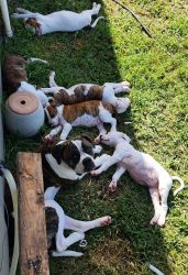 8 weeks old American bulldog puppies