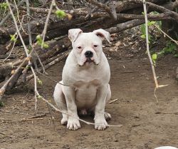 Handsome All White Show/Foundation Quality Male