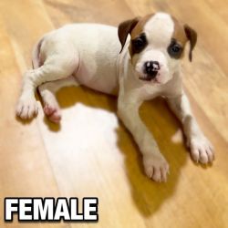American Bulldog puppies for sale in New Orleans