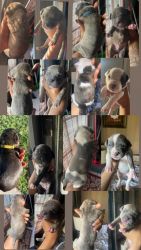 Nice Priced puppies for sale