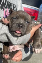 Abkc registered American Bully pups