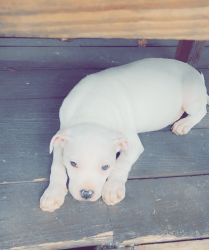 Male Bully Pup