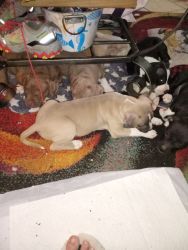 FOR Sale. Full Blooded Pitbull Puppies