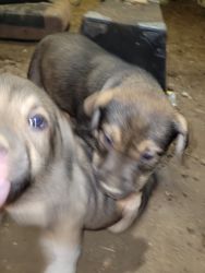 9 week American Bully/Alaskan Malamute puppies