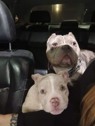 Merle Bully for sale